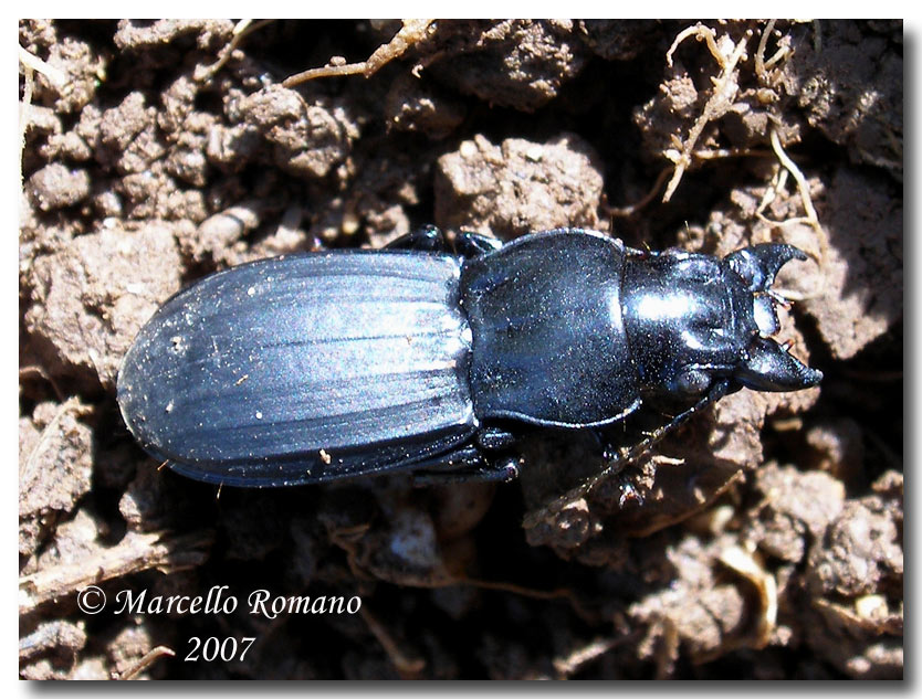 I Percus siciliani: P. lineatus e P. corrugatus (Carabidae)